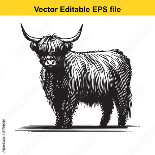 Monochrome Highland Cow Illustration Captures Rustic Charm and Scottish Heritage in Striking Detail Perfect for Nature or Farm Animal Themes