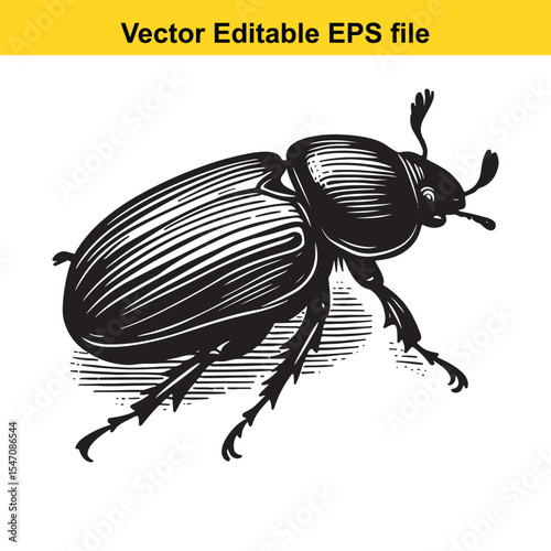 Detailed Vector Illustration of a Scarab Beetle in Black and White with Intricate Hatching