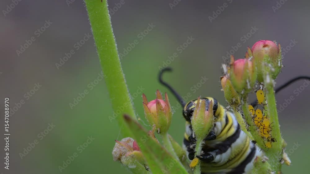 Monarch caterpillar feeding on green milkweed blossoms in outdoor natural setting