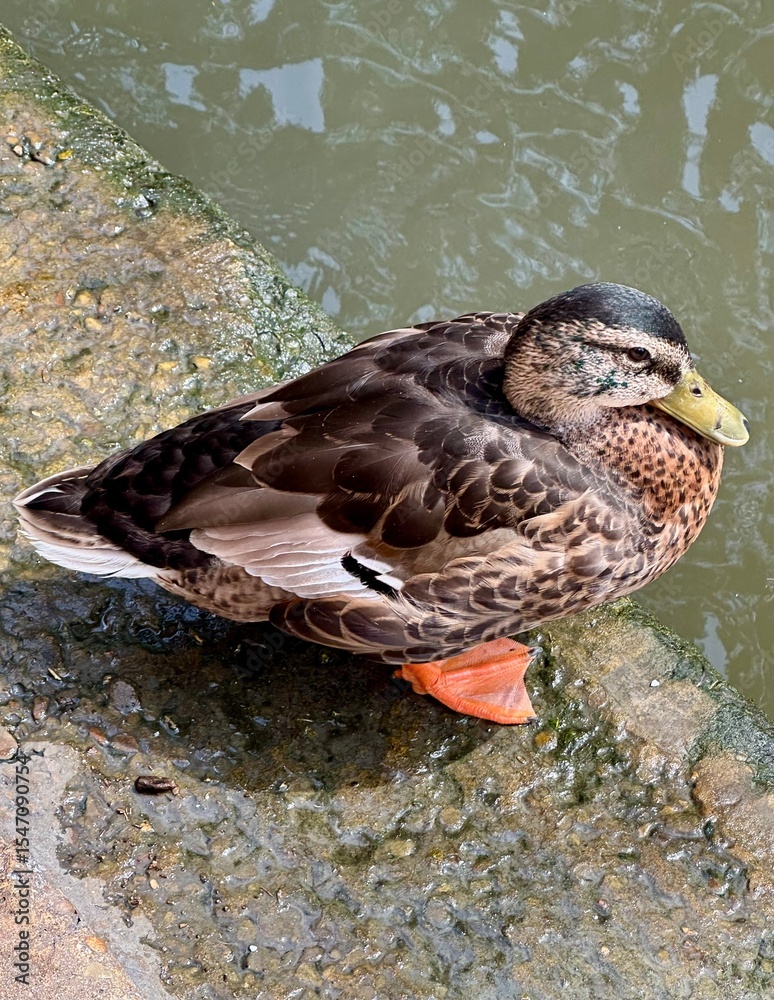 Fototapeta premium duck on the water