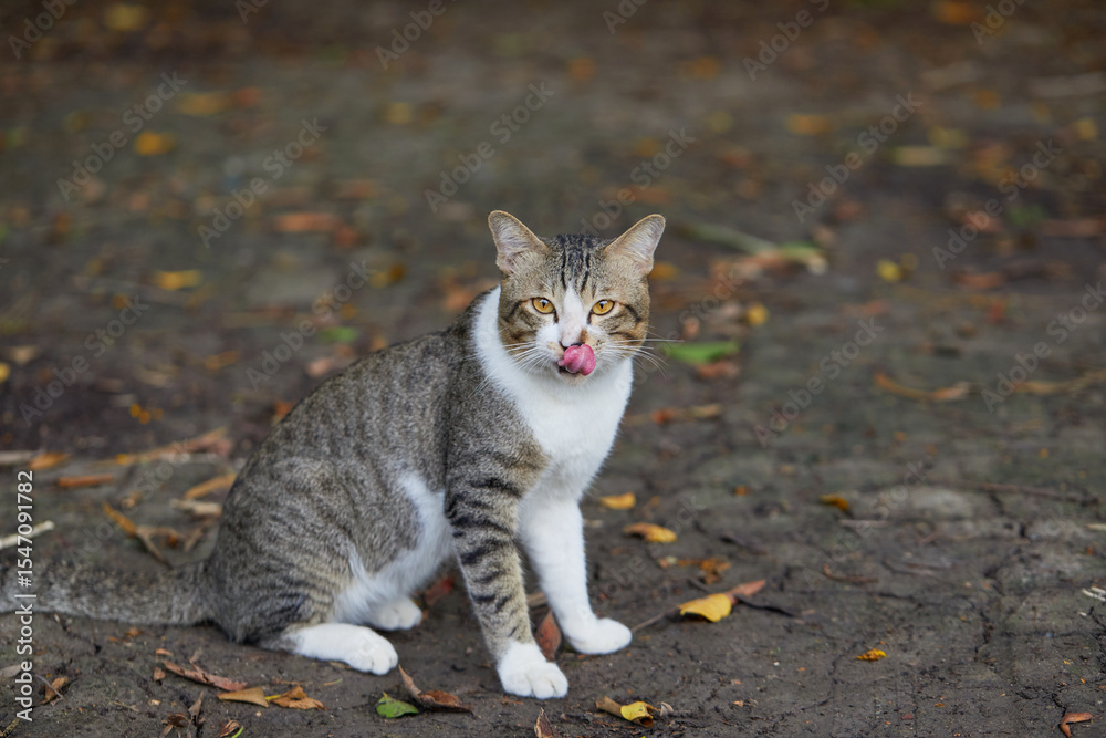 Naklejka premium Portrait of cute cat resting on field
