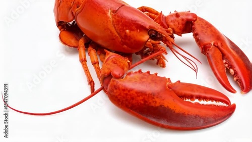 Cooked whole lobster, vibrant red color, showing claws and legs, sitting on a bright white background, seafood concept.