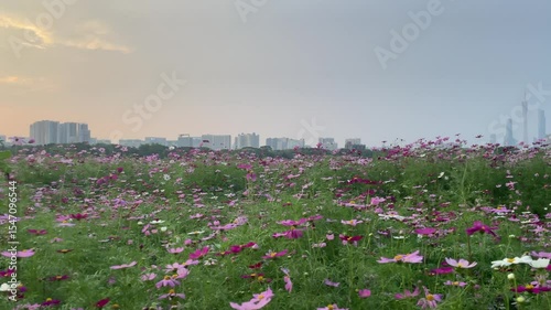guangzhou skyline at sunset