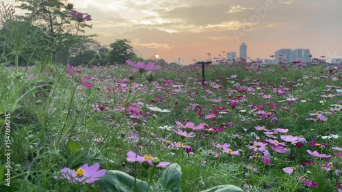 guangzhou skyline at sunset