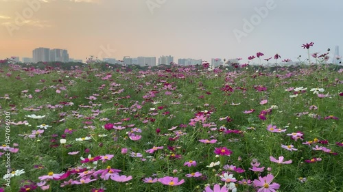 guangzhou skyline at sunset