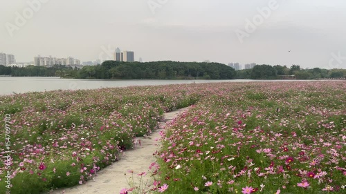 guangzhou skyline at sunset