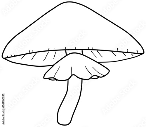 Destroying Angel Mushroom Vector Outline Line Art Drawing