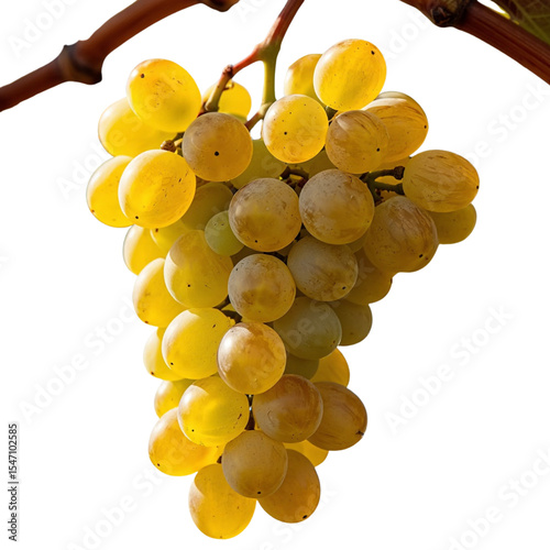 bunch of grapes isolated on white background