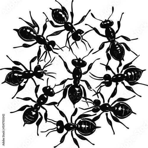 black ants vector illustration