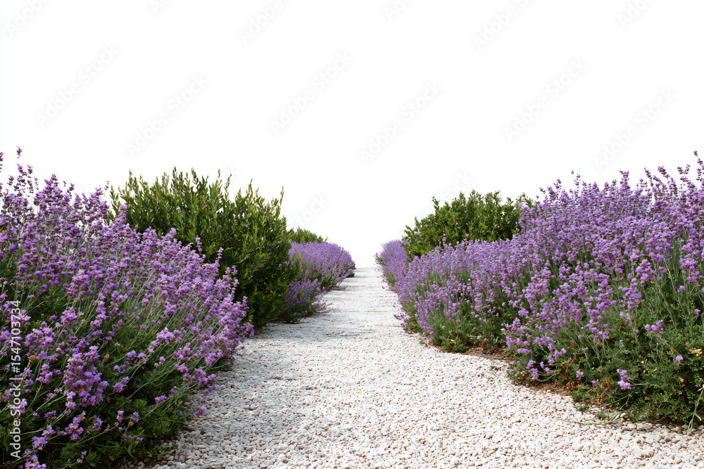 Obraz premium a pathway between lavender bushes and gravel