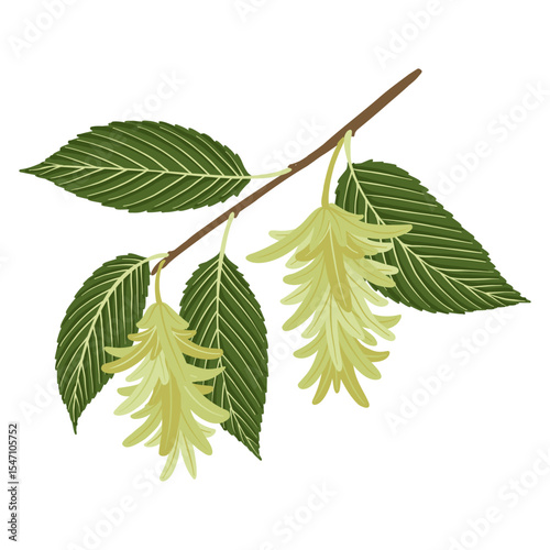 vector drawing hornbeam tree branch with seeds and green leaves isolated at white background, hand drawn illustration