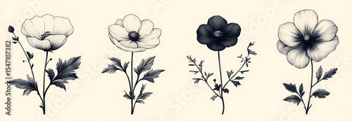 Four Monochrome Floral Illustrations Botanical Drawings Gray Scale Flowers Cream Background