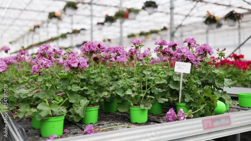 Wallpaper Mural A vibrant display of pink geraniums blooming in a greenhouse, with green pots and a bright, airy atmosphere. Torontodigital.ca