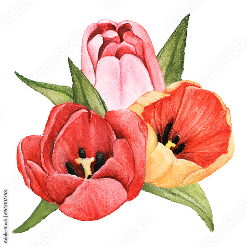 Fototapeta Naklejka Na Ścianę i Meble -  Tulip png watercolor element, transparent background