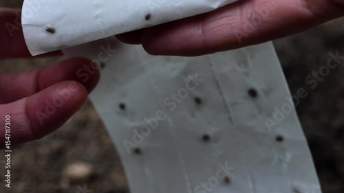 Planting tape with seeds in hands.Growing vegetables in the garden.Radish seeds. Spring sowing of seeds in the ground. Farm organic gardening