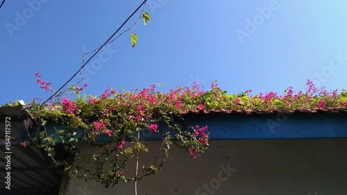Bougainvillea plants climbing on the roof of a house are blown by the wind with a bright blue sky in the background