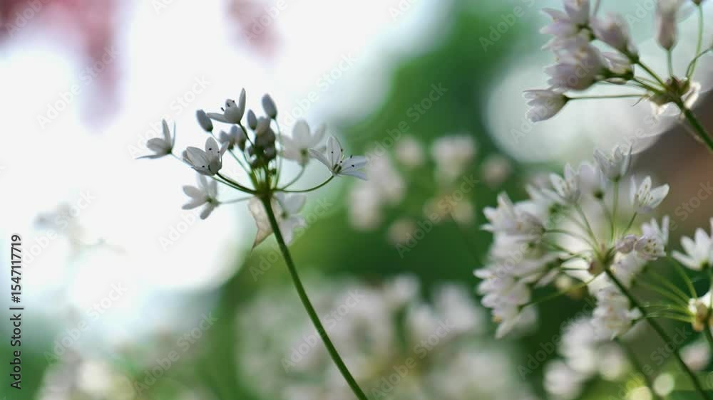 Onion flowers white. Allium triquetrum hree-cornered leek.White ornamental onion flowering in a sunny spring garden. Onion flowers white. Allium triquetrum hree-cornered leek.White ornamental onion flowering in a sunny spring garden.