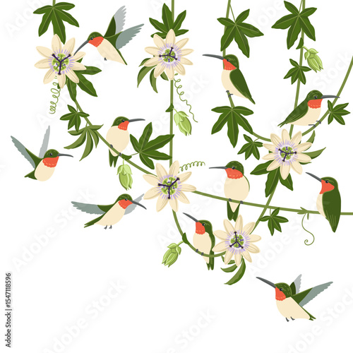 vector drawing passion vines with flowers, leaves and buds and hummingbirds, Passiflora and colibri birds, hand drawn illustration