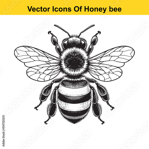 Realistic Black and White Line Art of a Honey Bee for Tracing