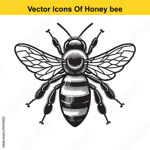 Realistic Black and White Line Art of a Honey Bee for Tracing