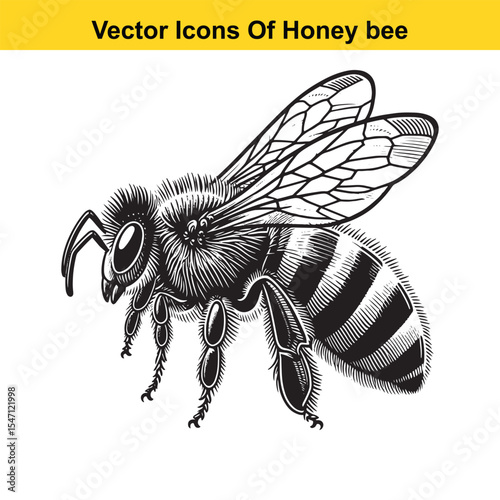 Realistic Black and White Line Art of a Honey Bee for Tracing
