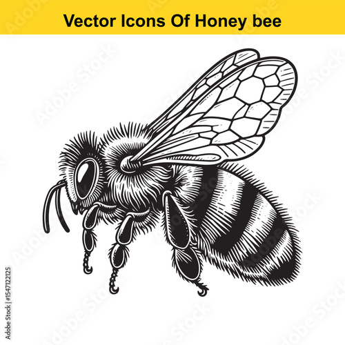 Realistic Black and White Line Art of a Honey Bee for Tracing