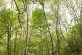 Birch and deciduous trunks rising in flat design forest scene, with green foliage and undergrowth