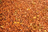 Autumn leaves on the ground