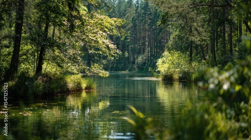 A Calm Lake In The Forest During The Summer Season