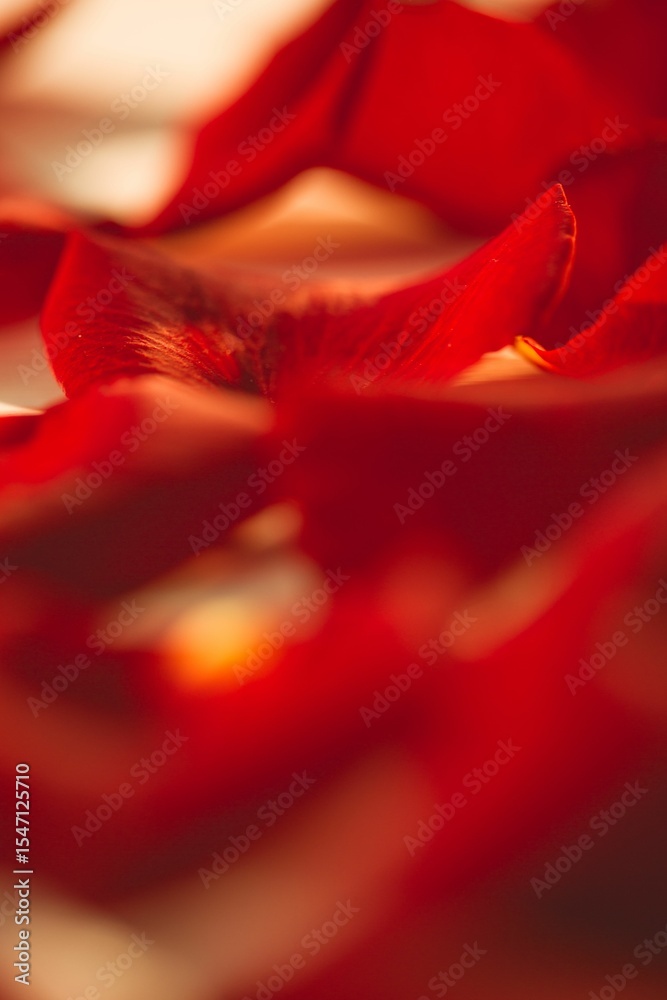 Fototapeta premium Scattered red rose petals on table