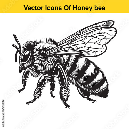 Realistic Black and White Line Art of a Honey Bee for Tracing