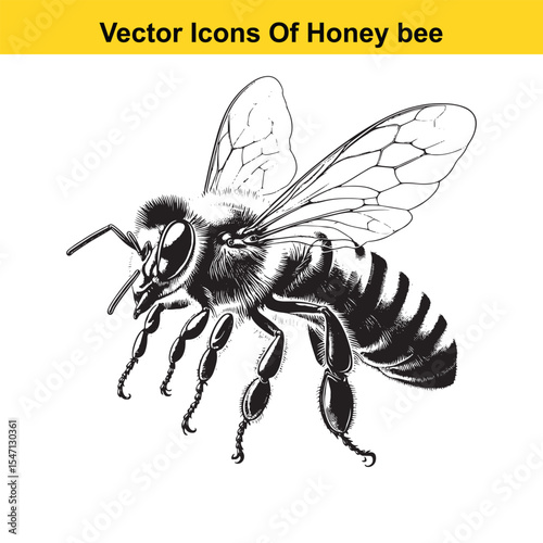 Realistic Black and White Line Art of a Honey Bee for Tracing