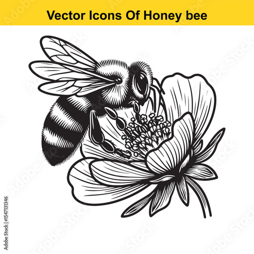 Realistic Black and White Line Art of a Honey Bee for Tracing