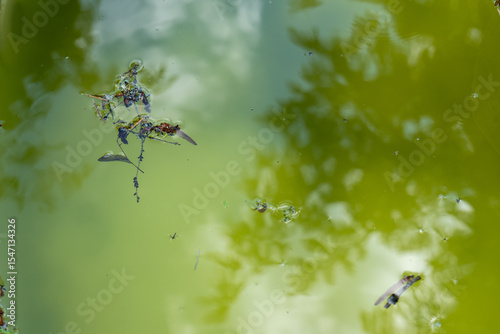 Dead insects and plant debris floating on stagnant green water with tree reflection. Macro nature detail.
