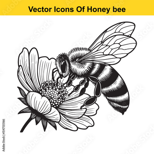 Realistic Black and White Line Art of a Honey Bee for Tracing