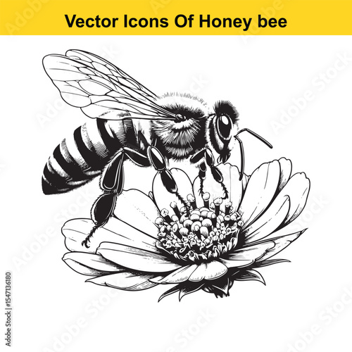 Realistic Black and White Line Art of a Honey Bee for Tracing