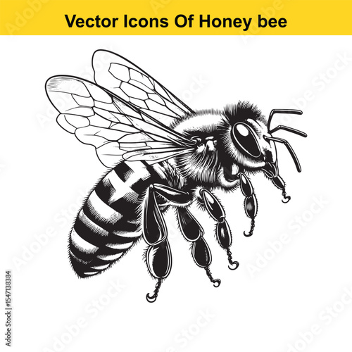 Realistic Black and White Line Art of a Honey Bee for Tracing