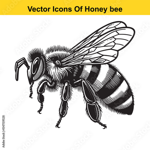 Realistic Black and White Line Art of a Honey Bee for Tracing
