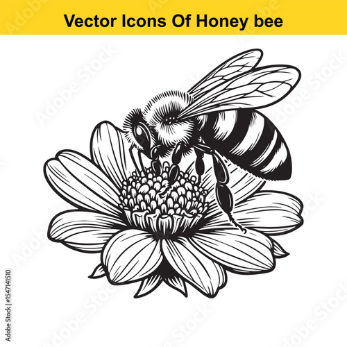 Realistic Black and White Line Art of a Honey Bee for Tracing