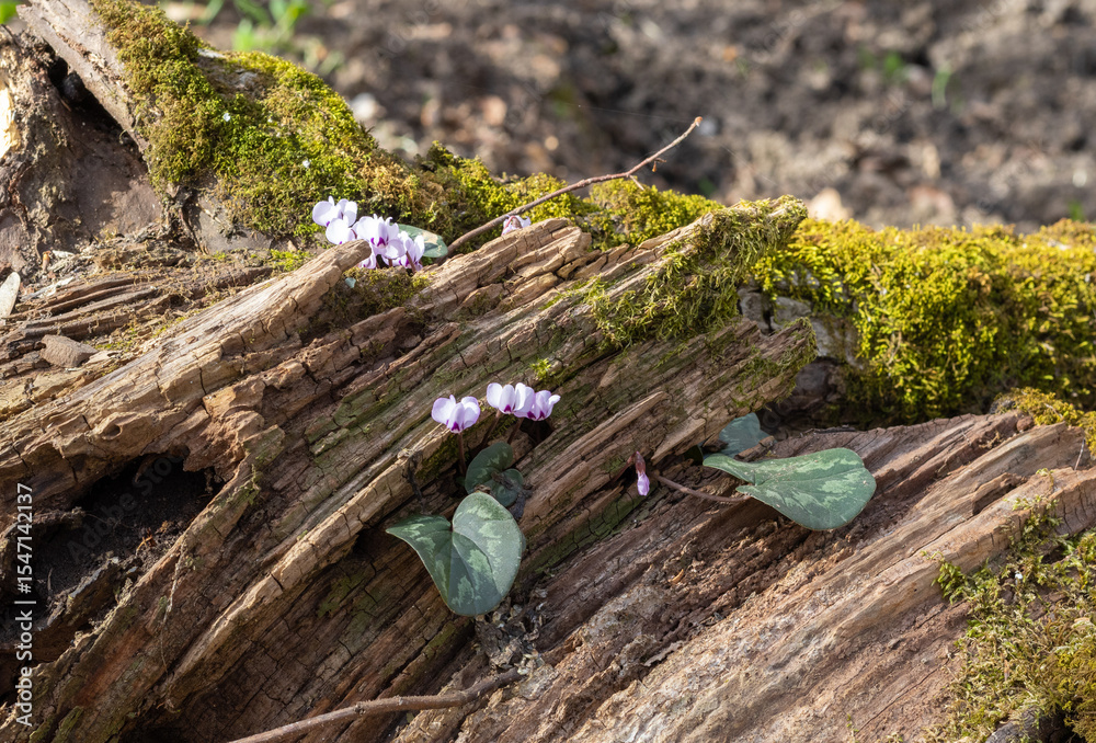 Obraz premium sunny day, flower glades in the middle of the forest, spring season, walks in the surroundings