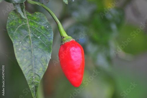  chili pepper grows on green plantation of vegetables in greenhouse