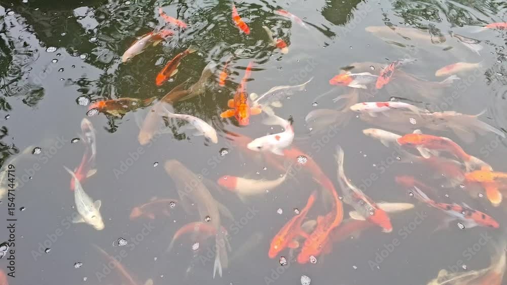 Koi carp. It's a type of ornamental carp known for their vibrant colors and patterns. They are often kept in ponds for decorative purposes and are a popular subject in Japanese art and culture