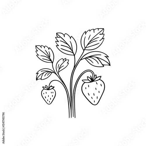 An Illustration of a Fruit-Bearing Strawberry Plant