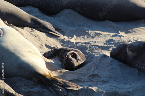 baby elephant seal on beach at Elephant seal vista point California