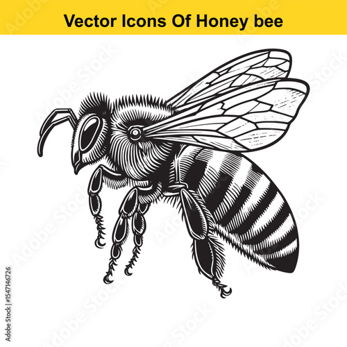 Realistic Black and White Line Art of a Honey Bee for Tracing