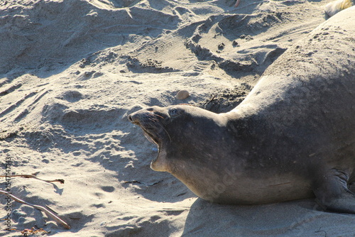 elephant seals laying on beach at Elephant seal vista point California