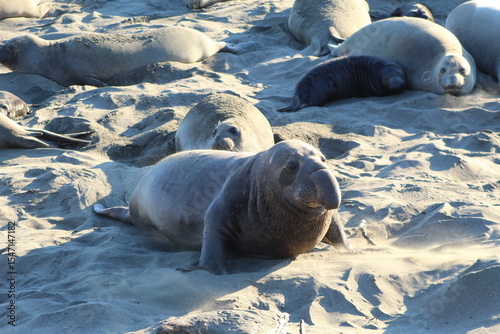 elephant seals laying on beach at Elephant seal vista point California