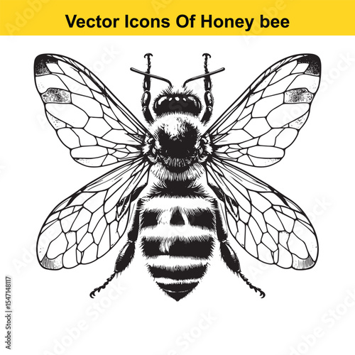 Realistic Black and White Line Art of a Honey Bee for Tracing