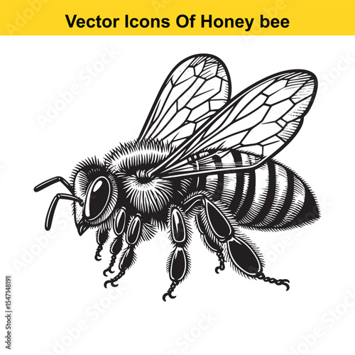 Realistic Black and White Line Art of a Honey Bee for Tracing
