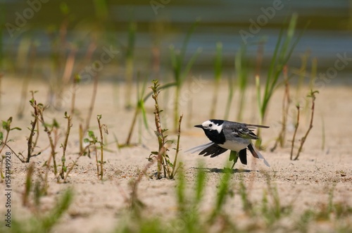 Wallpaper Mural frog on the grass Torontodigital.ca